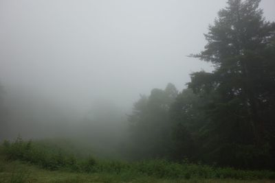 Trees in forest against sky