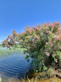 Scenic view of lake against clear blue sky