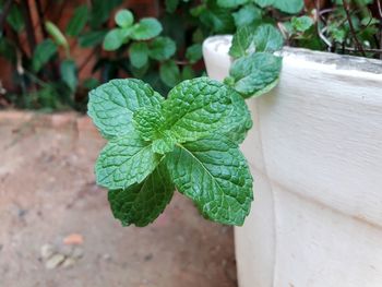 High angle view of potted plant leaves