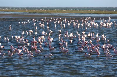 Flock of seagulls on sea shore