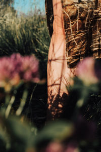 Close-up of flowering plants on field