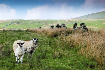 Sheep grazing on grassy field