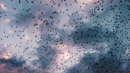 Flock of birds flying in sky