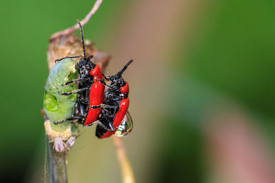 Close-up of insect mating on plant