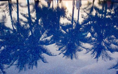 Pine trees in forest during winter