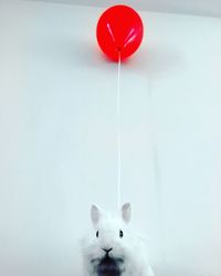 Red balloons on white balloon