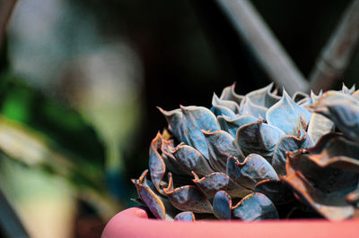 Close-up of dried plant