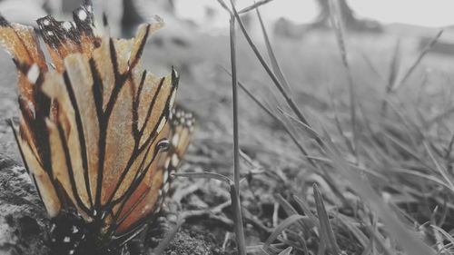 Close-up of plant against blurred background