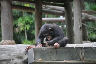 Young chimpanzee sitting at zoo