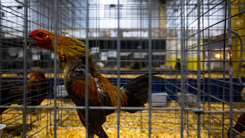 Close-up of rooster in a cage 