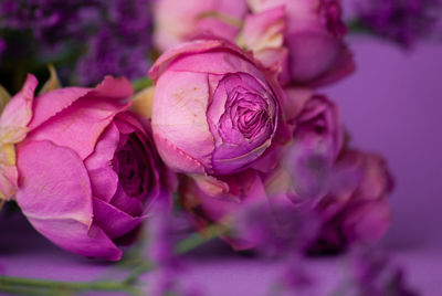 Close-up of pink rose flower