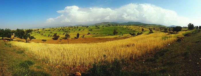 Scenic view of agricultural field against sky