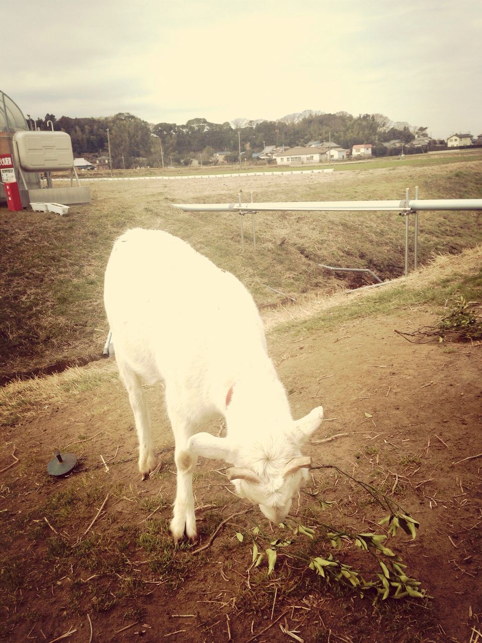 animal themes, domestic animals, one animal, livestock, field, white color, bird, mammal, sheep, grass, standing, full length, two animals, built structure, outdoors, day, nature, fence, wildlife, no people