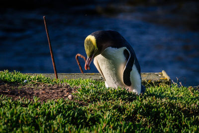 Side view of a bird on grass