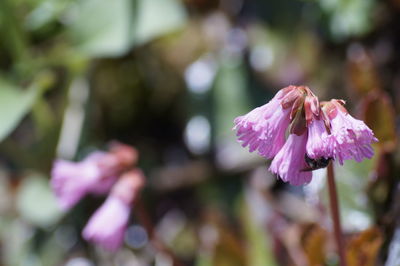 Close-up of pink flower blooming outdoors