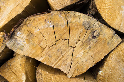 High angle view of tree stump in forest, firewood background and texture