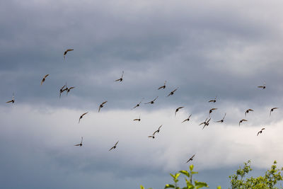 Low angle view of birds flying in sky