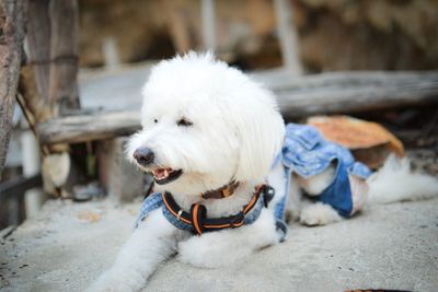 Close-up of dog looking away