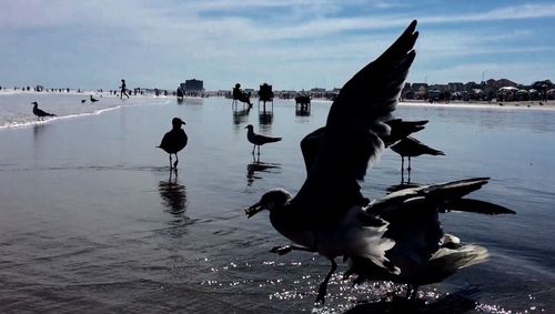 View of birds flying over water