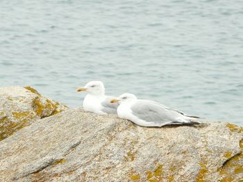 Close-up of seagulls perching on rock by lake