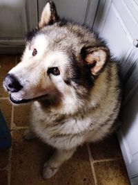 High angle view of dog at home