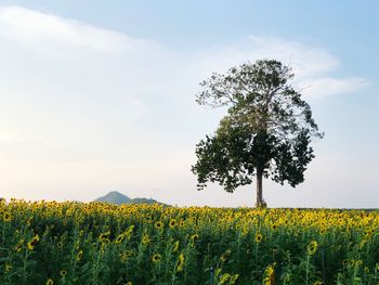 Scenic view of sunflower field against sky