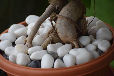 Closeup view of beautiful bonsai plant stem