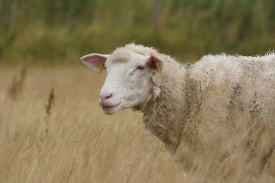 Sheep in dry field