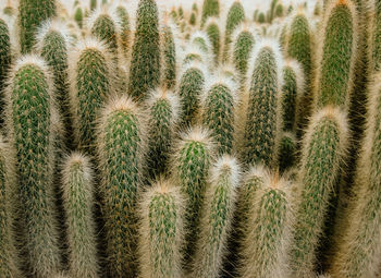 Full frame shot of cactus growing on field