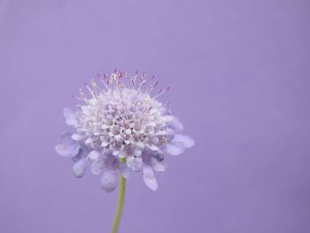 Close-up of flower over purple background