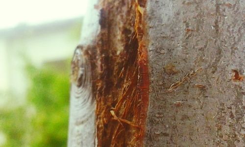 Close-up of insect on tree trunk