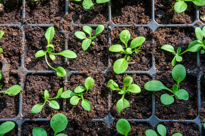 Close-up of plants growing on field