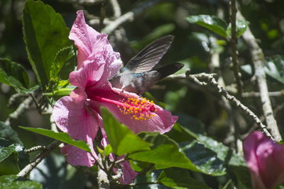 Close-up of pink flower