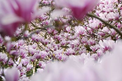 Close-up of pink cherry blossom tree