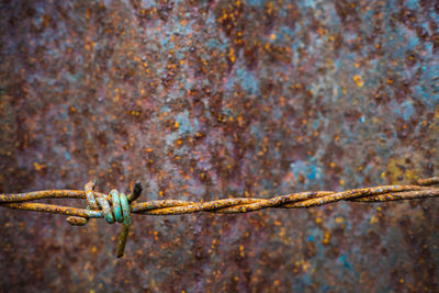 Close-up of barbed wire