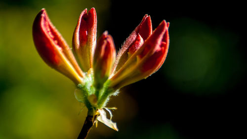 Close-up of red flower