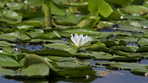 Close-up of lotus water lily in lake