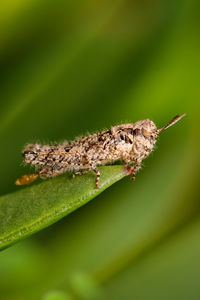 Close-up of grasshopper on leaf