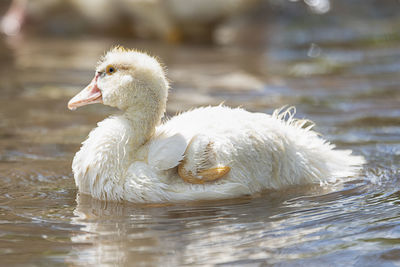 Swan swimming in lake