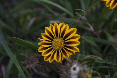 Close-up of yellow flower on field