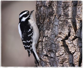 Close-up of bird perching on tree