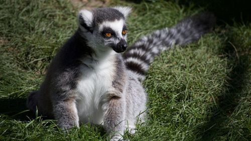 A ring tailed lemur sitting