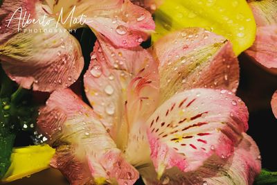 Close-up of water drops on pink flower