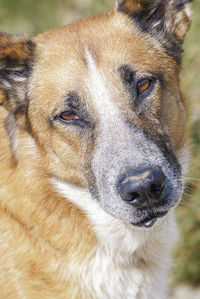 Close-up portrait of dog