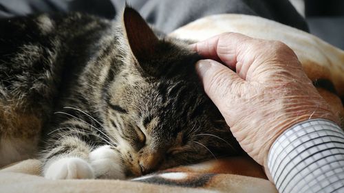 Cropped hand of man petting cat sleeping on bed at home