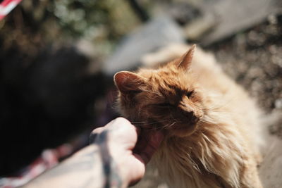 Cropped hand of person touching cat