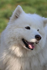 Close-up of dog looking away