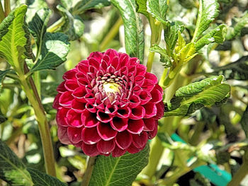 Close-up of red flowers