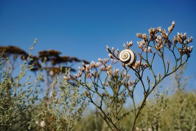 Close-up of snail on plant against blue sky