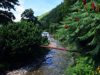 Scenic view of forest